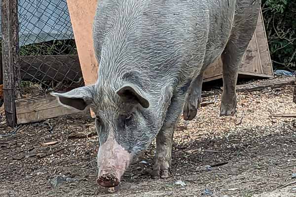 Villager's Pig Roams the Street