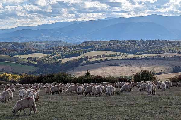 Outer Village Fields