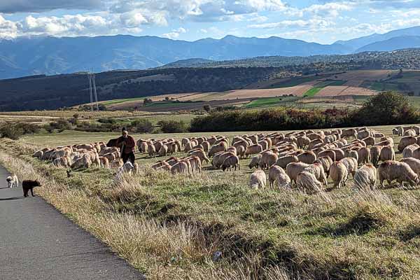 Shepherd Tending His Flock