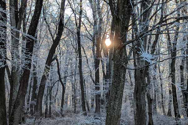 Heavy Frost in Tichindeal, Romania